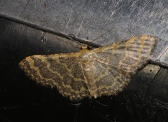 Idaea costiguttata