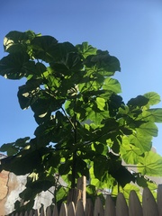 Paulownia tomentosa