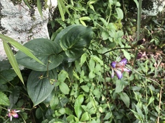 Tricyrtis lasiocarpa