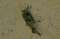 Lichenomorphus fuscifrons