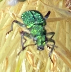 Eleale aulicodes