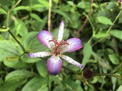 Tricyrtis lasiocarpa