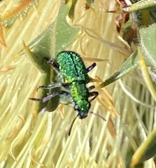 Eleale aulicodes
