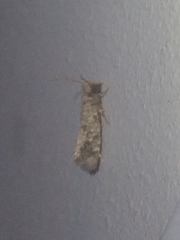 Acrolophinae
