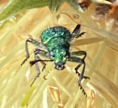 Eleale aulicodes