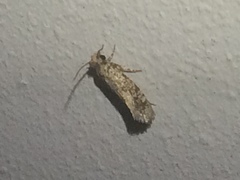 Acrolophinae