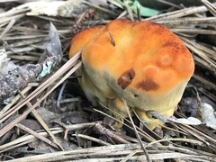 Phaeolus schweinitzii