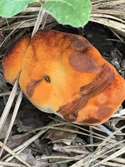 Phaeolus schweinitzii