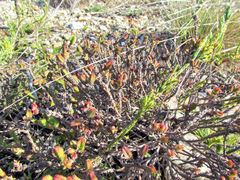 Crassula ericoides ericoides