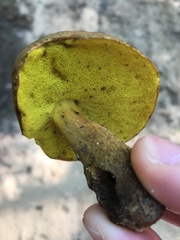 Xerocomus ferrugineus