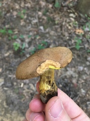 Xerocomus ferrugineus