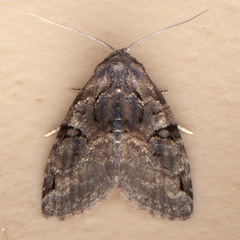 Pseudeustrotia indeterminata