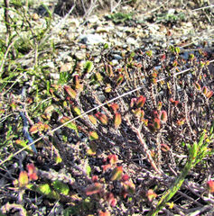 Crassula ericoides ericoides