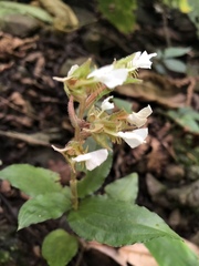 Odontochilus brevistylis