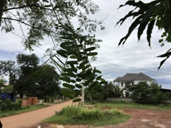 Phyllanthus emblica