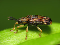 Sumitrosis inaequalis