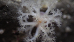 Themiste pyroides