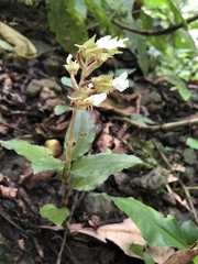 Odontochilus brevistylis