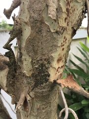 Phyllanthus emblica