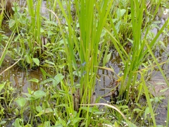 Lestes praemorsus decipiens
