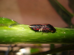 Homalodisca ichthyocephala