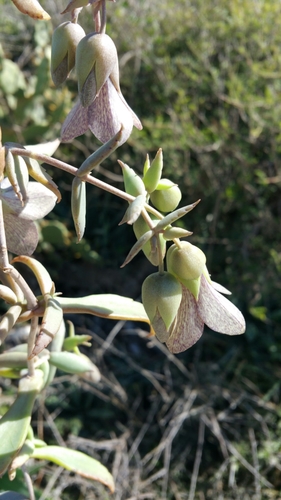 Kalanchoe beauverdii image