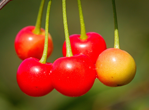 Paprastoji trešnė nuotrauka