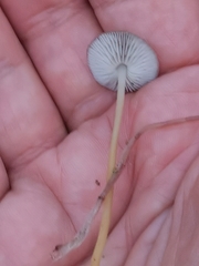 Strobilurus tenacellus