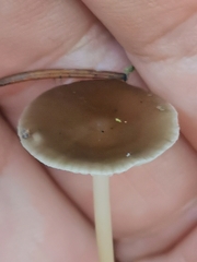 Strobilurus tenacellus