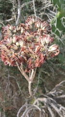 Kalanchoe orgyalis