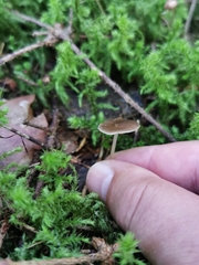 Strobilurus tenacellus