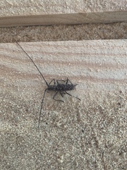 Monochamus titillator