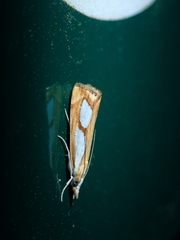 Catoptria pinella
