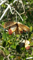 Loeseneriella