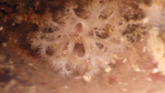 Themiste pyroides