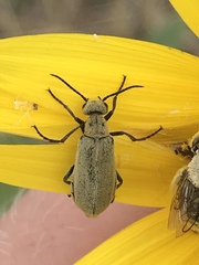 Epicauta callosa
