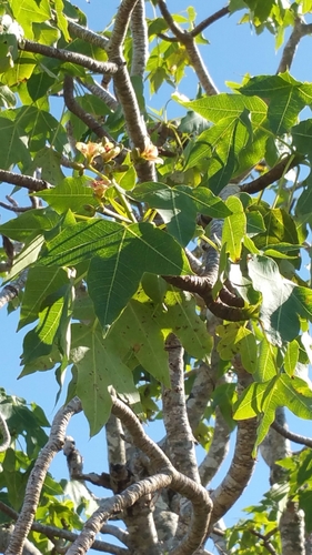Jatropha mahafalensis