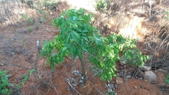 Talisia esculenta