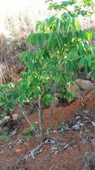Talisia esculenta