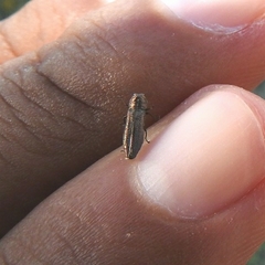 Agrilinae