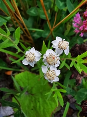 Achillea ptarmica
