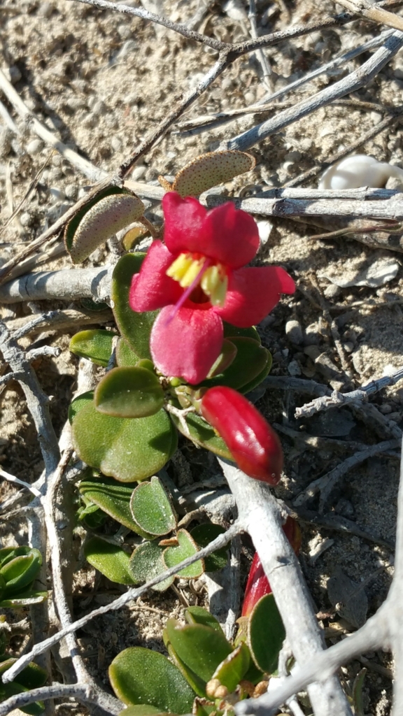 Ruellia perrieri