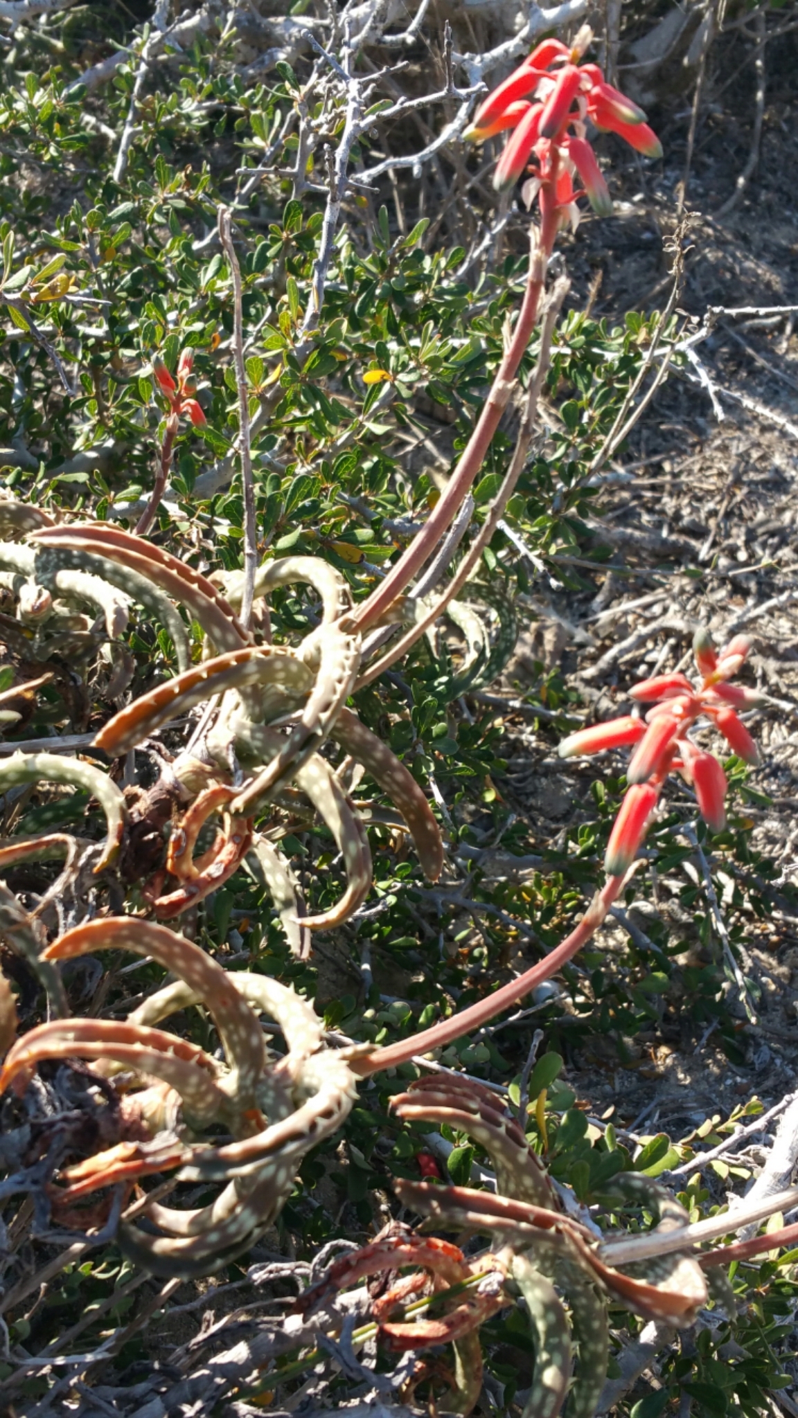 Aloe millotii