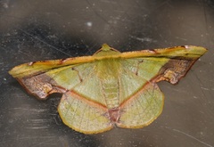 Fascellina plagiata