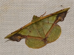 Fascellina plagiata