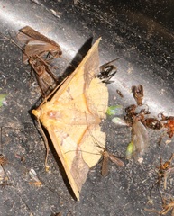 Fascellina plagiata