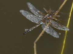 Rhionaeschna multicolor