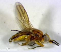 Ceratobarys eulophus