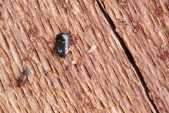 Platysoma compressum