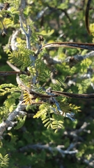 Dichrostachys